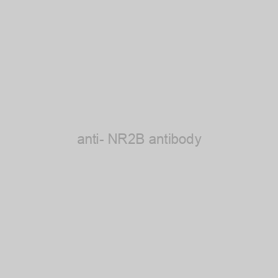 FN Test - anti- NR2B antibody